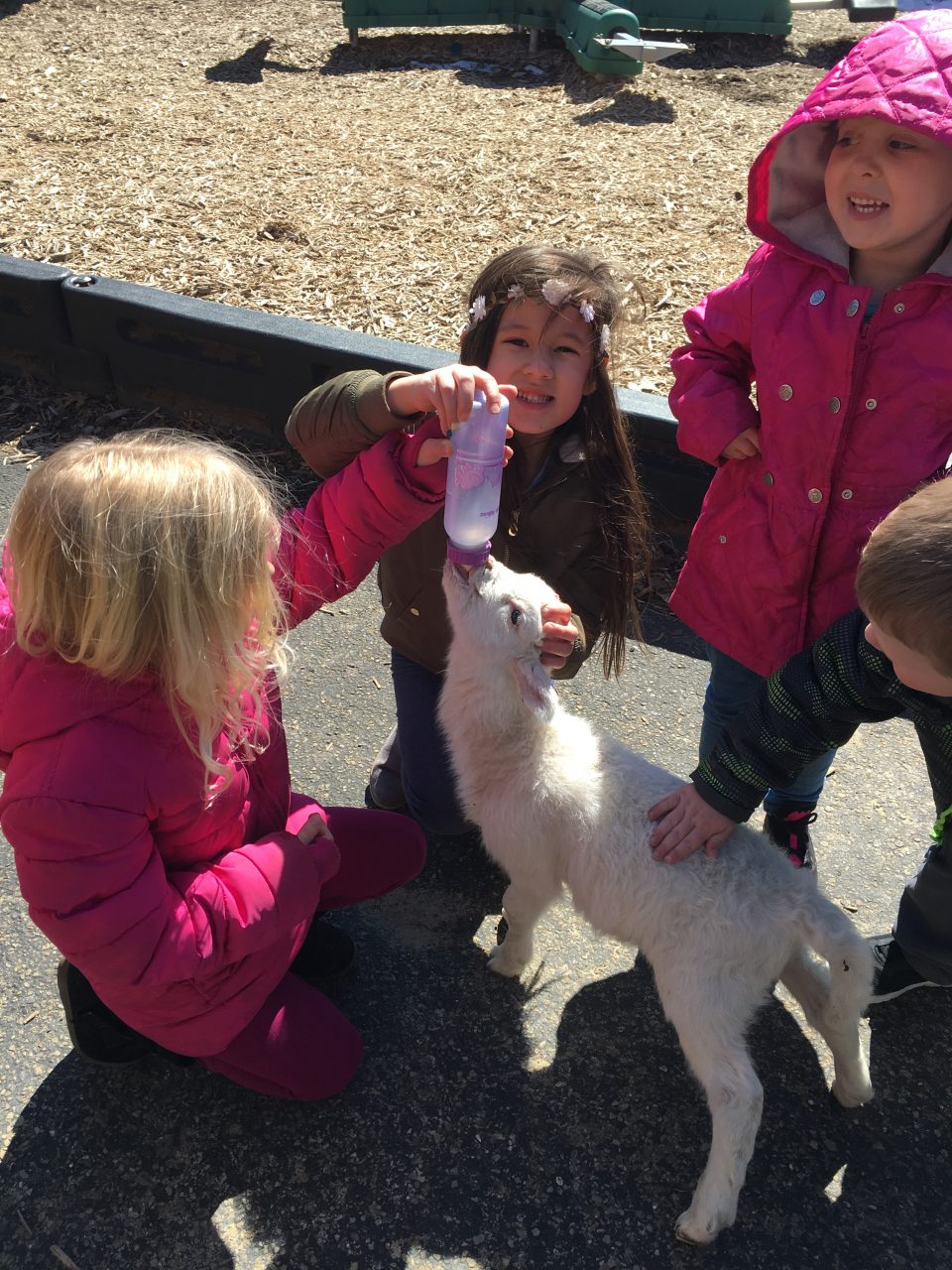 Baby lamb visits Hartman Pre-K!